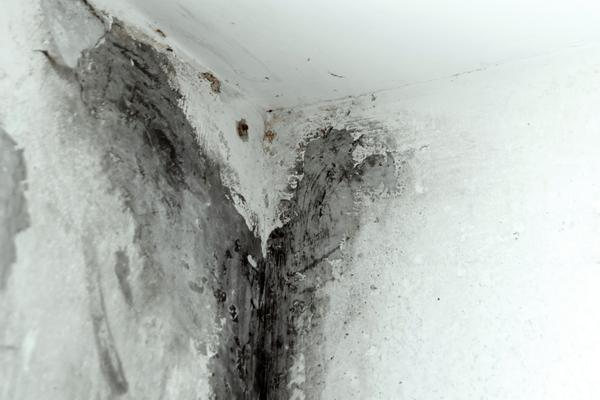 Mold in the corner of a room.