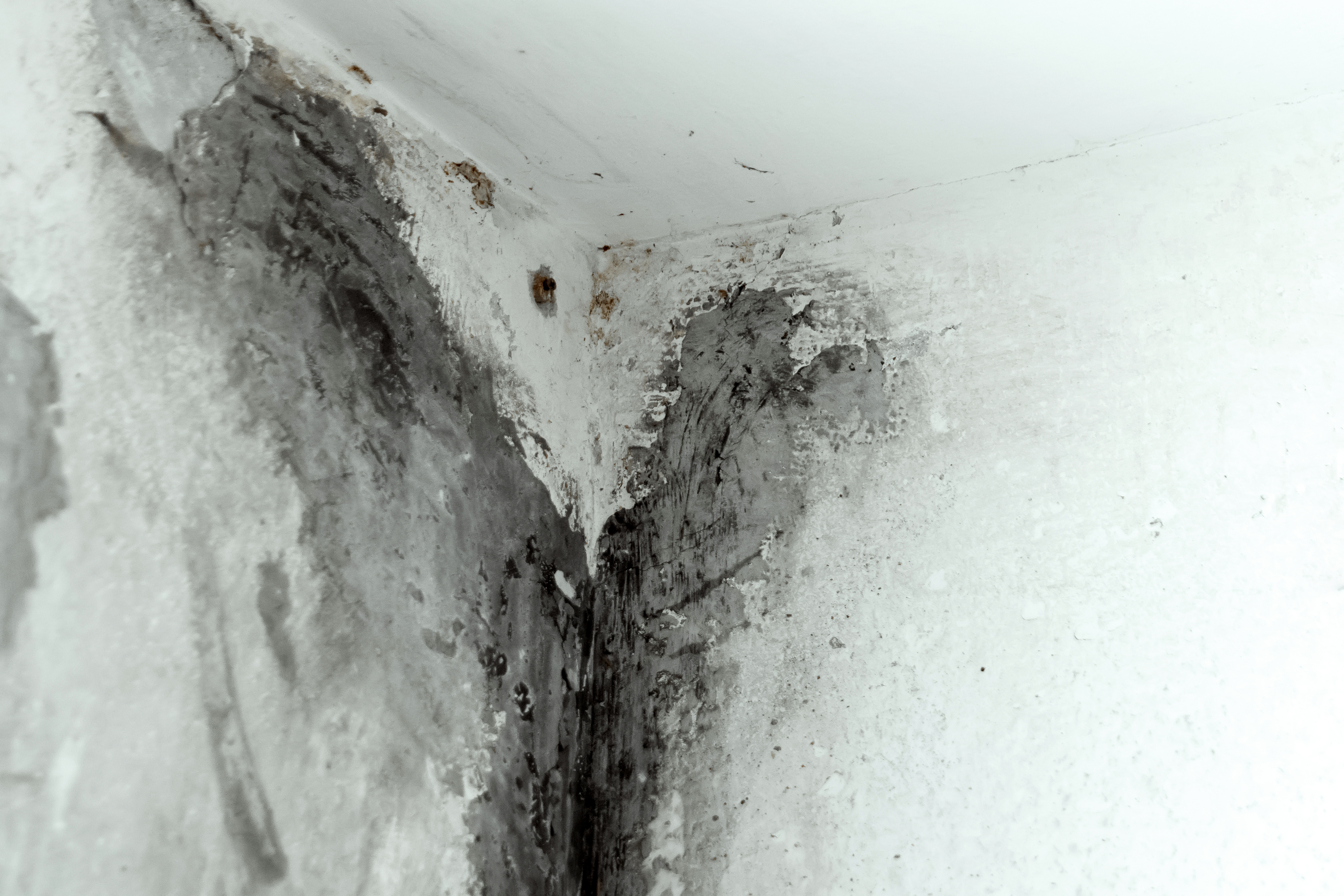 How Long Does Mold Take to Grow After Water Damage?