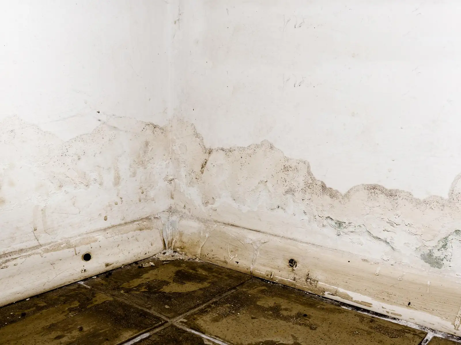 Mold Removal & Remediation Services