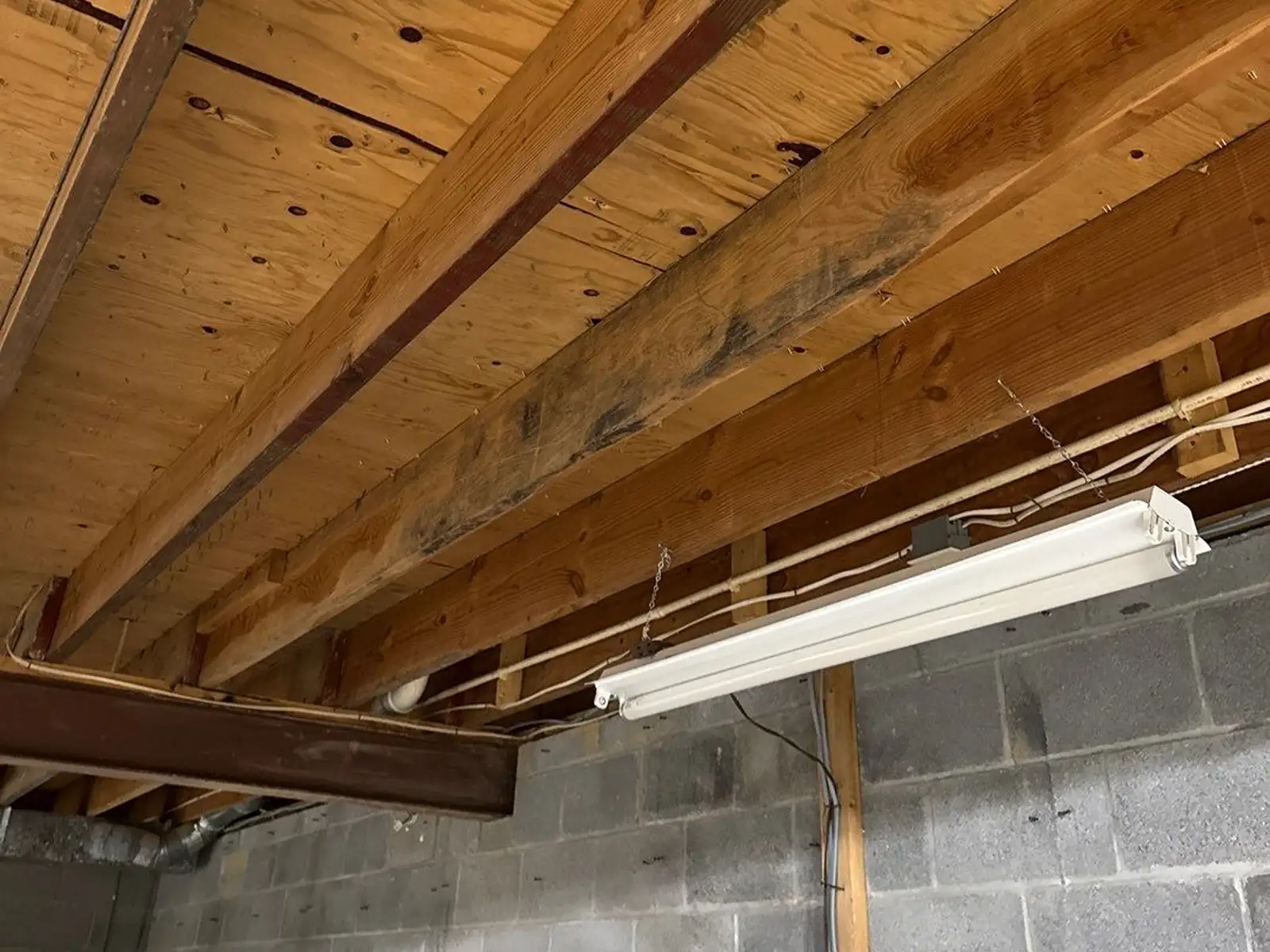 Mold Removal & Remediation Services